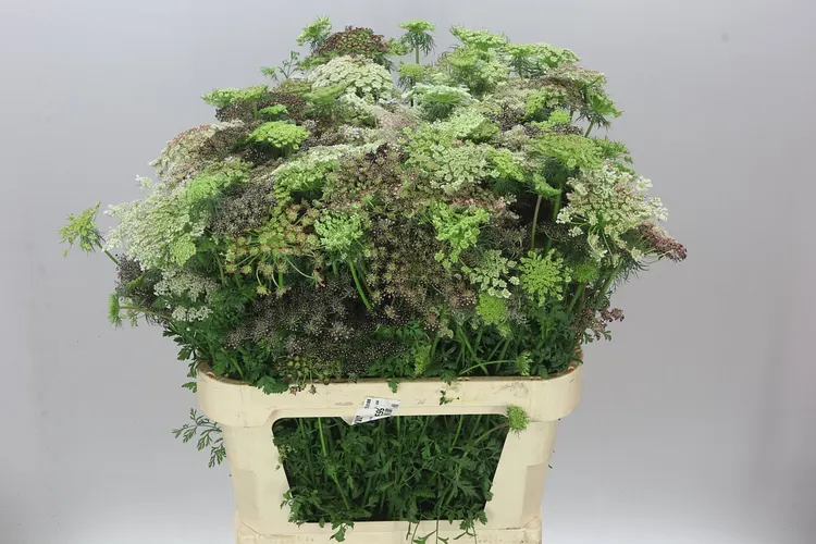Ammi Daucus Carota Dara 80 cm