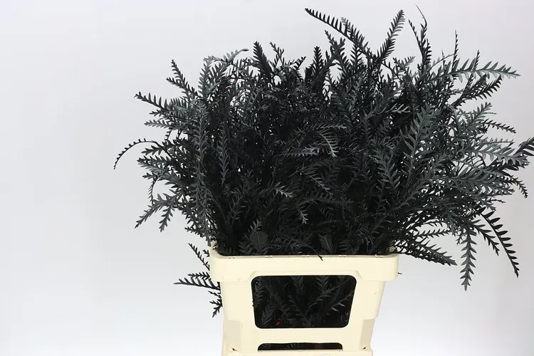 Ivanhoe Black 60 cm