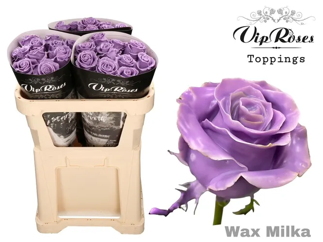 Ruža Wax Milka X30 998 70 cm