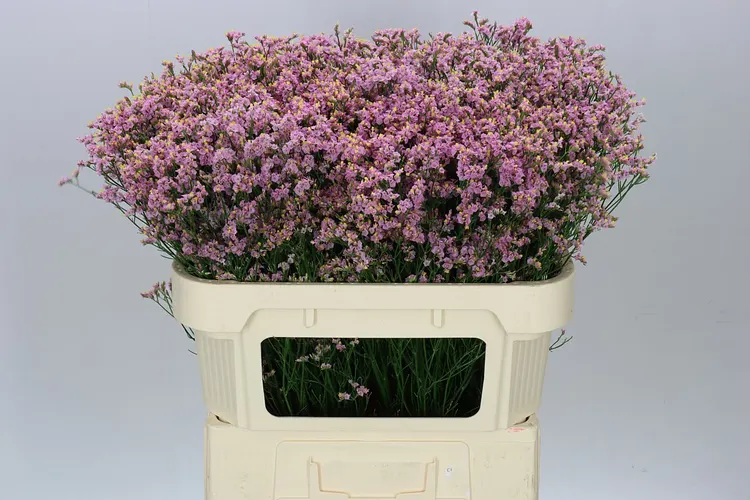Lim. Sin Pink Anouchka 70 cm