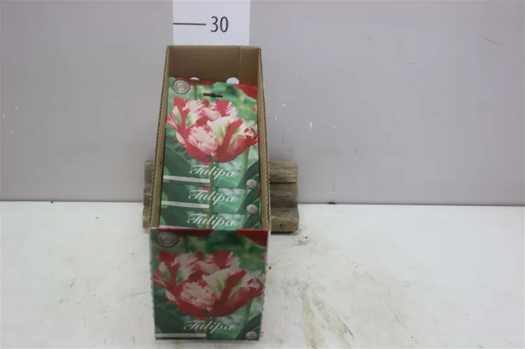 Bol Tulp Parrot Estella Rijnveld X7
