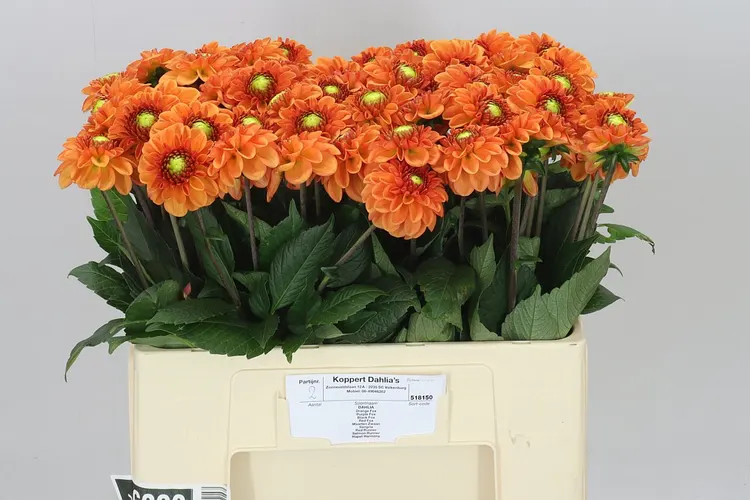 Georgína Bright Orange 55 cm