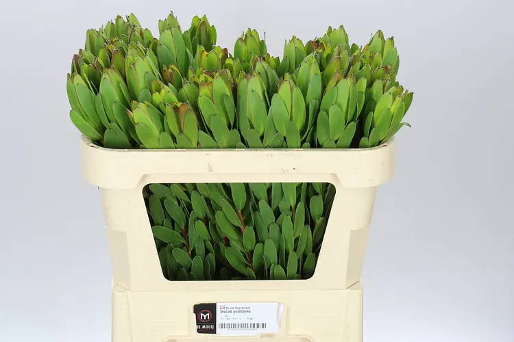 Leucadendron Safari Goldstrike 70 cm