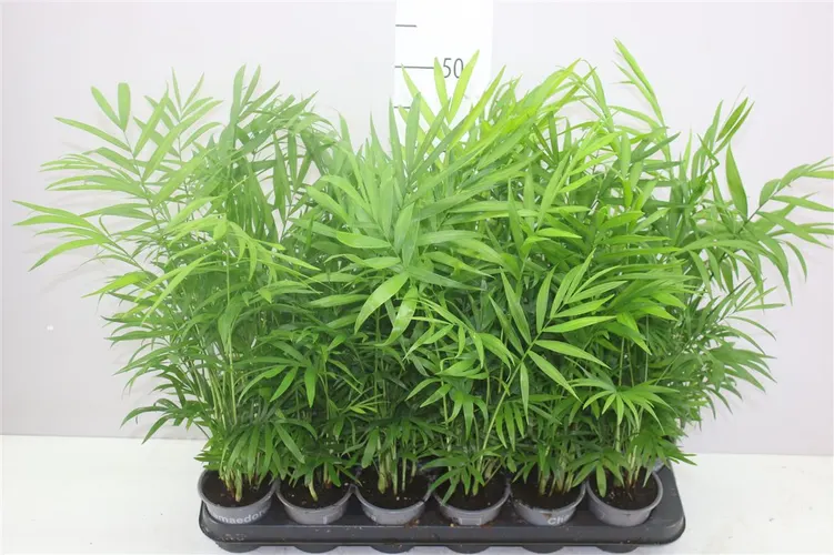 Chamaedorea Elegans črepník 9 cm