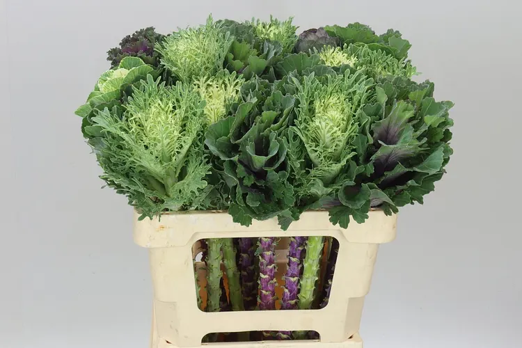 Brassica Mix 60 cm