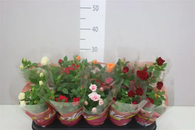 Ruža črepníková Lotz mix črepník 12 cm