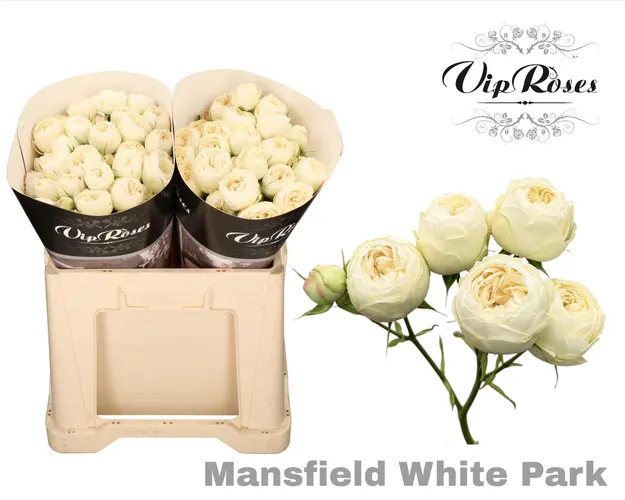 R Tr Mansfield White Park 577 50 cm