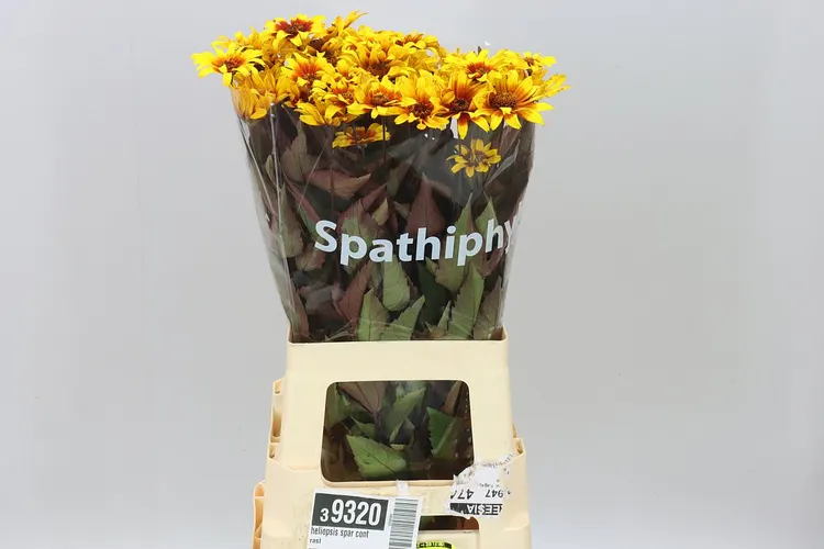 Heliopsis Spar Contrast 70 cm