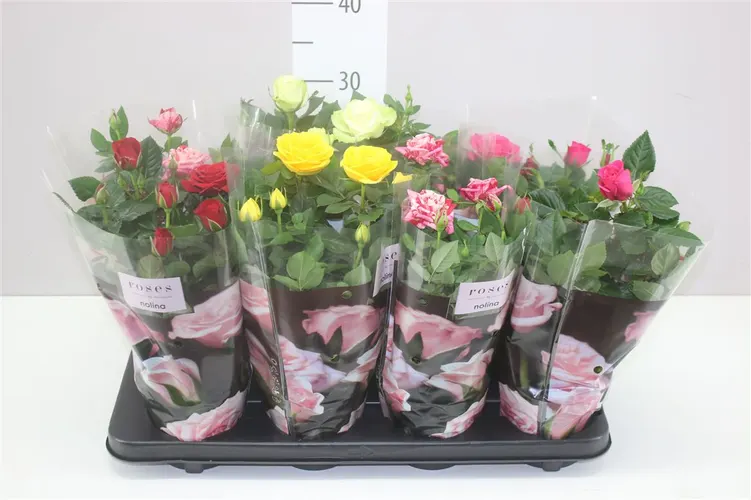 Ruža črepníková Patio mix črepník 13 cm