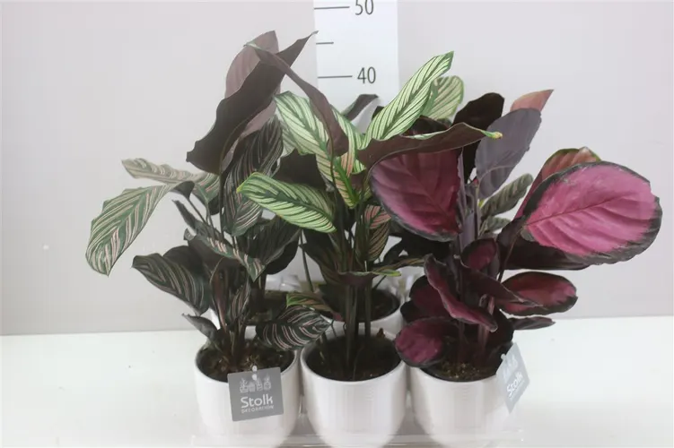 Calathea Gemengd Liv Keramiek črepník 12 cm