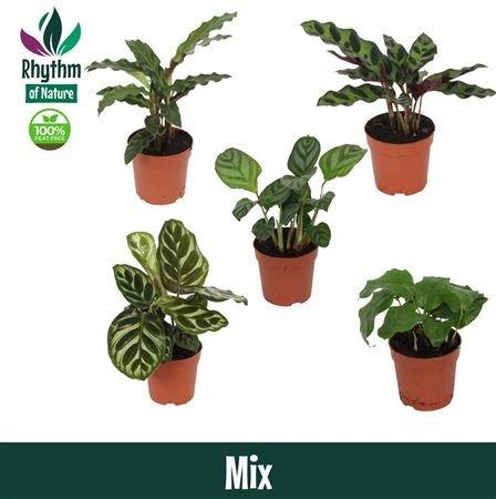 Calathea 7cm mix črepník 7 cm