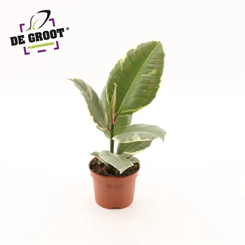 Ficus Tineke A2 črepník 12 cm