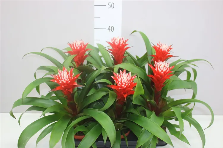 Guzmania Hope črepník 12 cm