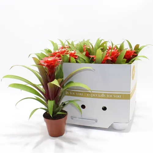 Guzmania Confetti črepník 10,5 cm