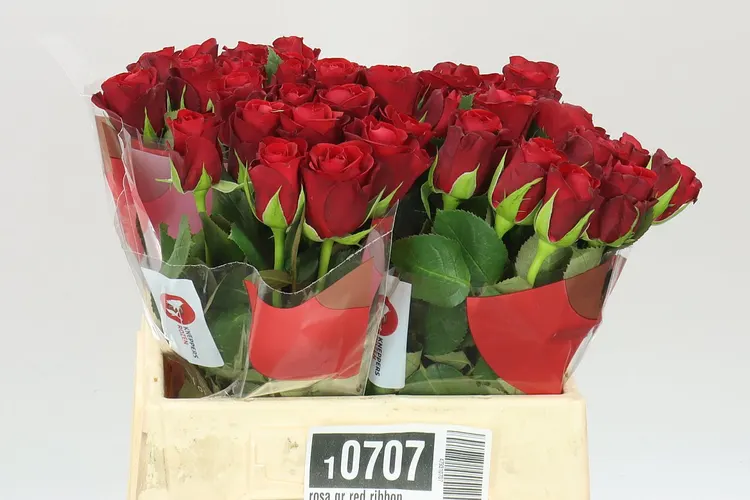 Ruža Red Ribbon 40 cm