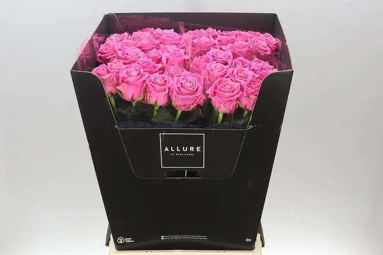Rosa Gr Charlotte 80 cm
