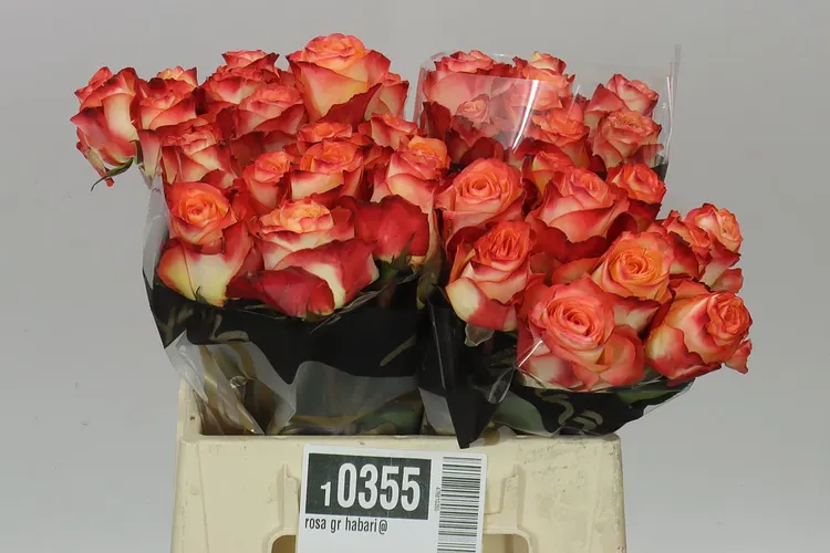 Rosa Gr Habari@ 40 cm