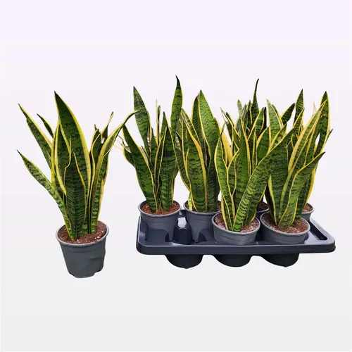 Sansevieria Tr Laurentii črepník 14 cm