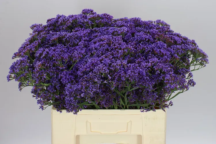 Lim. Pe Enchante 60 cm