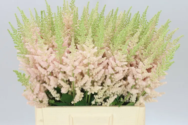 Astilbe Inferno 65 cm
