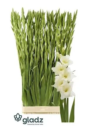 Glad Speed Date Ivory 130 cm