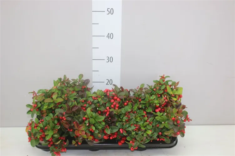 Gaultheria Pro Big Berry črepník 10,5 cm