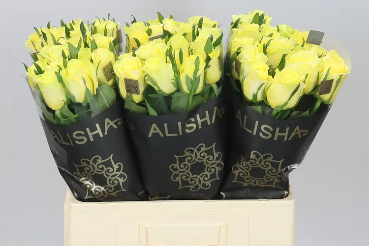 Rosa Gr Lemon Strike 60 cm
