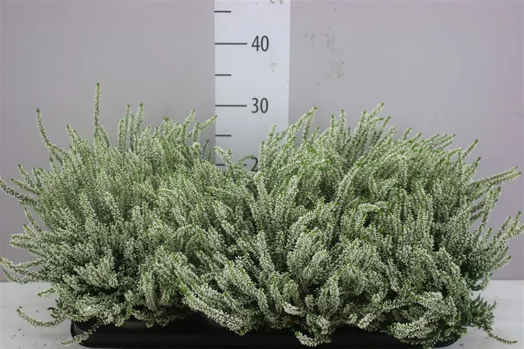 Calluna G.girls Wit črepník 12 cm