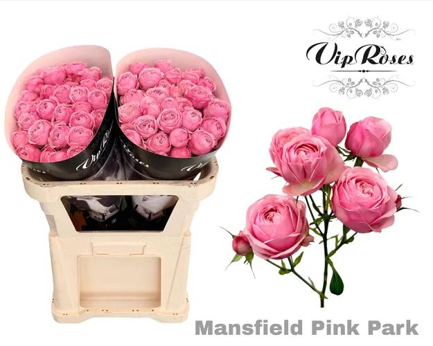 R Tr Pink Mansfi Park 70 cm