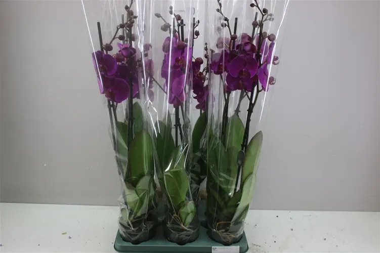 Phal Paars 2 Tak črepník 12 cm
