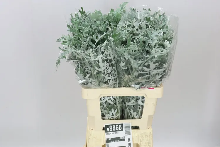 Senecio Maritima 60 cm
