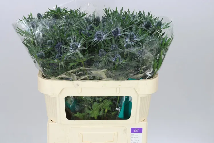 Eryngium Orion 70 cm