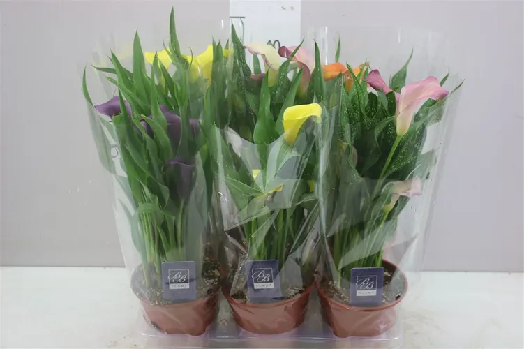 Zant Gemengd črepník 14 cm