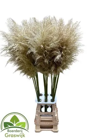 Cortaderia 130 cm