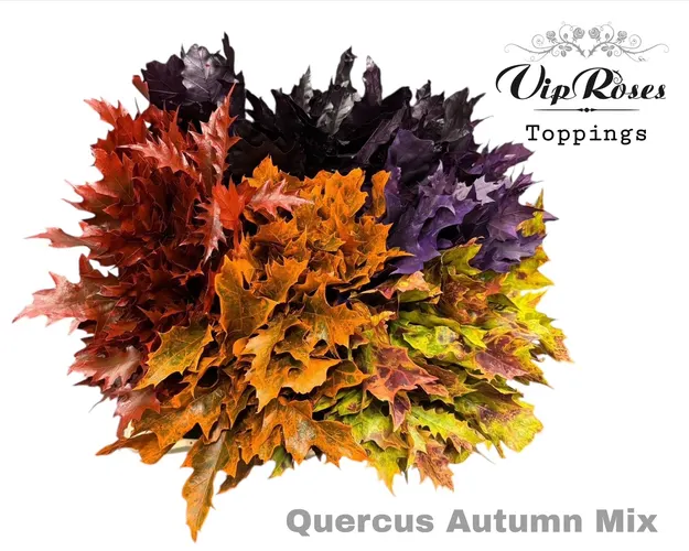 Quercus Autumn mix 60 cm