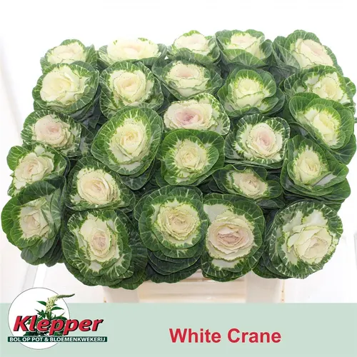 Okrasná kapusta White Crane 70 cm