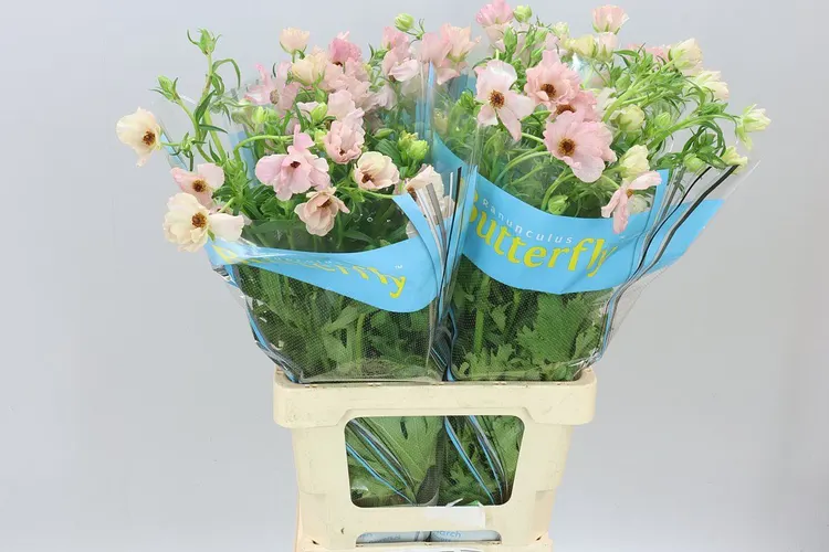 Iskerník Butterfly Isis Pink 70 cm