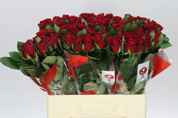 Ruža Red Tacazzi+ 60 cm
