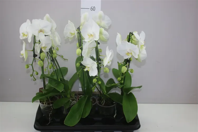 Orchidea Phalaenopsis Umbrella biela, 2 výhony črepník 12 cm