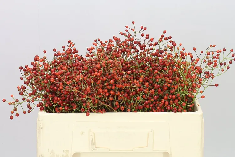 Rozenbottel Prinsberry Fire 50 cm