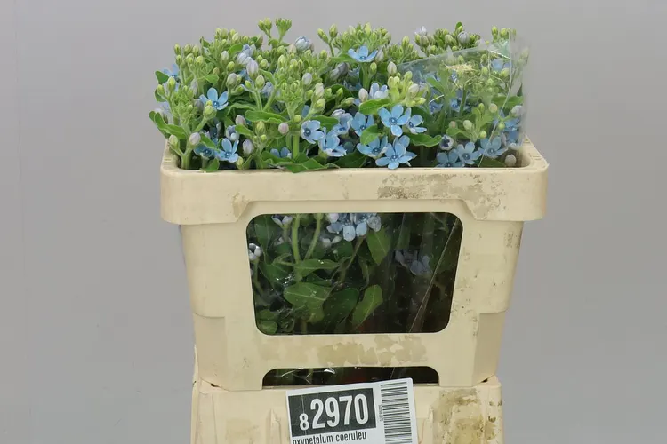 Oxypetalum Coeruleum 50 cm