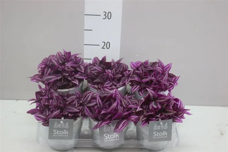 Tradescantia Pink Paradise White Wash Keramiek črepník 13 cm