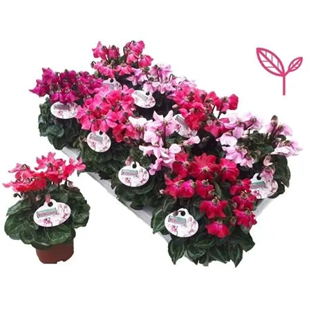 Cyclamen Petticoat Mix črepník 10 cm