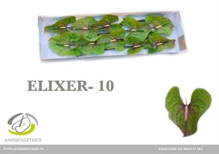 Antúrium Elixer