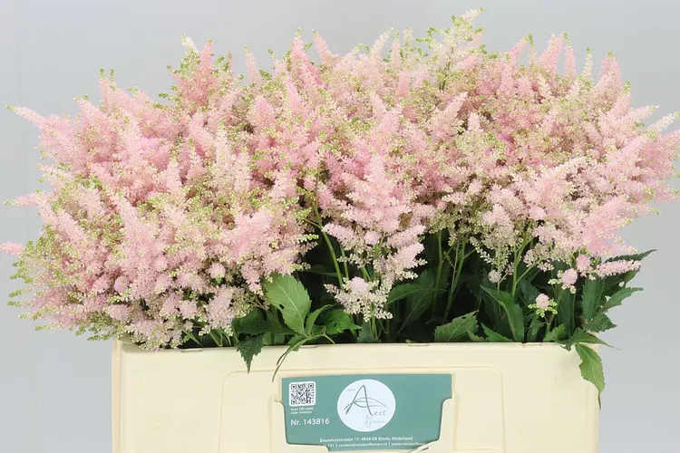 Astilbe Europa 55 cm