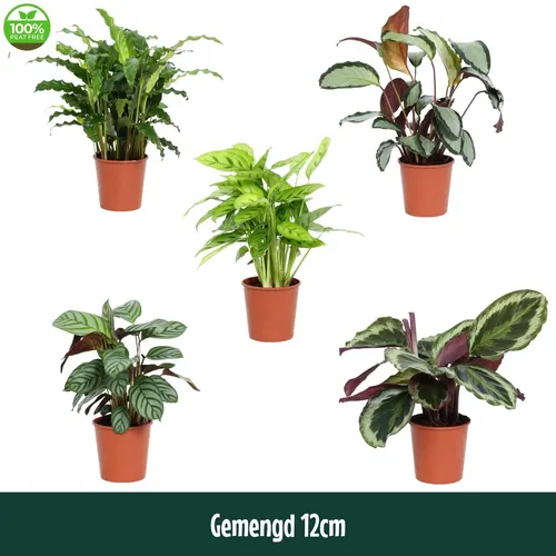 Calathea mix črepník 12 cm