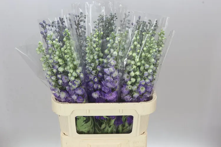 Stračonôžka Elatum Purple Heart 80 cm