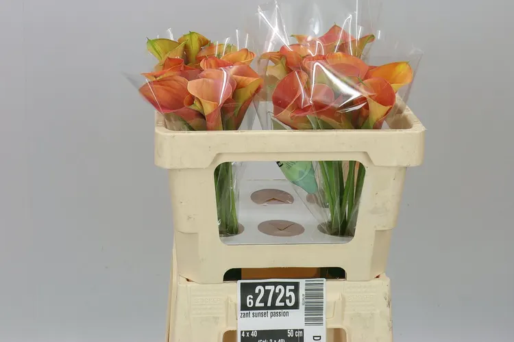 Zant Sunset Passion 50 cm