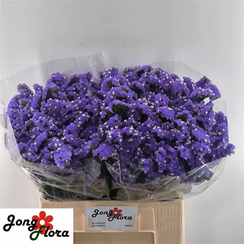 Lim. S Cry Dark Blue 60 cm