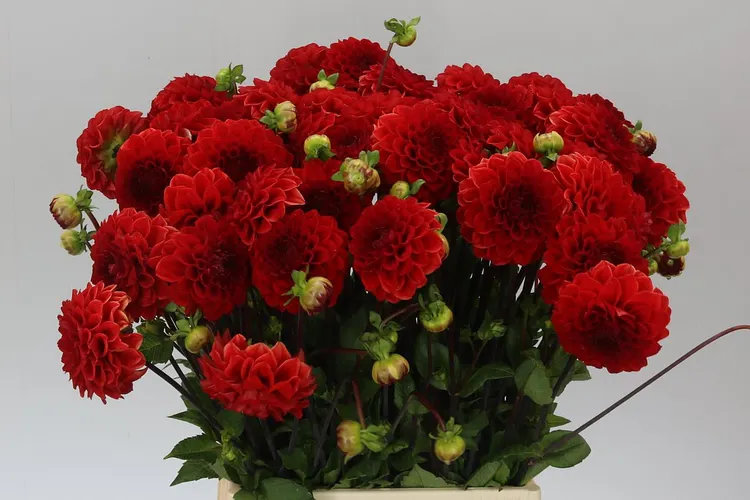 Dahlia Red Cap 50 cm